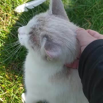 I pet a cute white kitten in the countryside