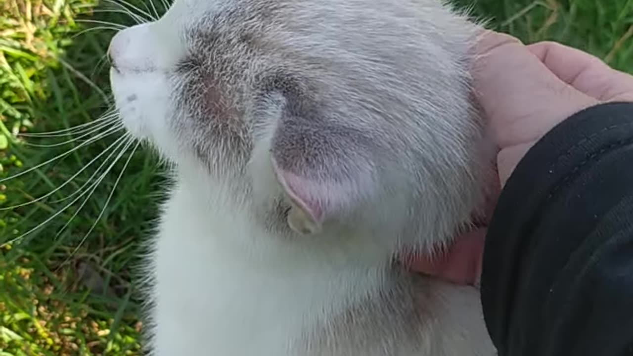 I pet a cute white kitten in the countryside