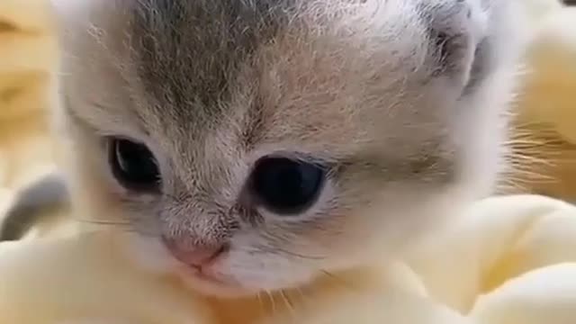 Cute cats baby cute cats baby