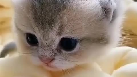 Cute cats baby cute cats baby