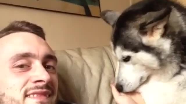 Needy husky demands scratches from owner