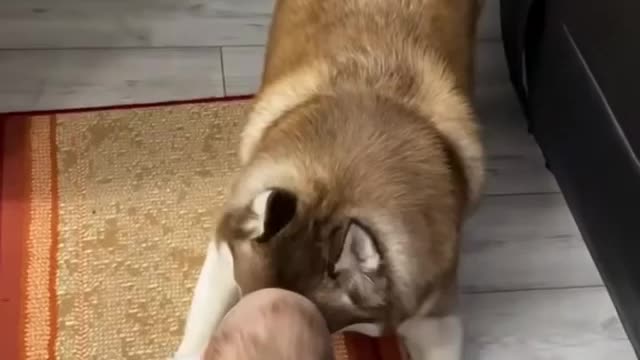 Cute baby playing with her cute dog❤