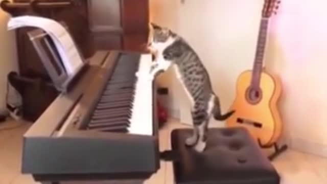 A Cat and a keyboard