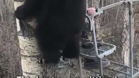 Hunter experiences close encounter with bear in tree stand