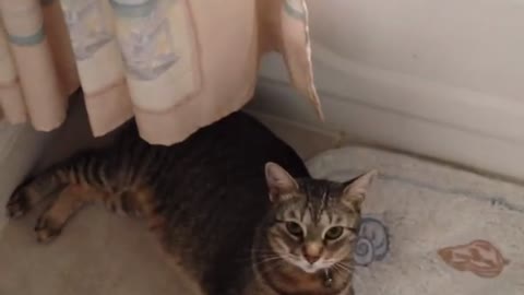 A cat plays the bathroom