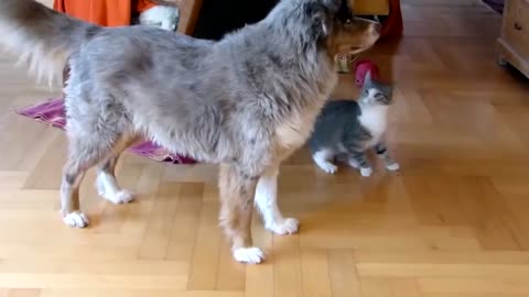 Bestfriends Cat and Dog Playing