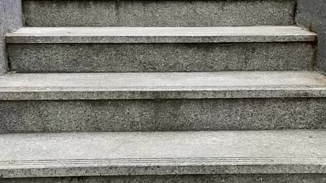Dog coming down the stairs