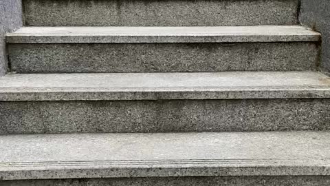 Dog coming down the stairs