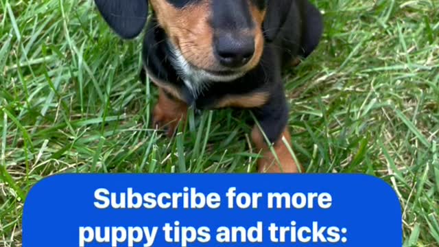 Puppy potty training hacks