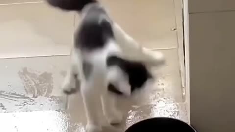 Funny cat and animals videos