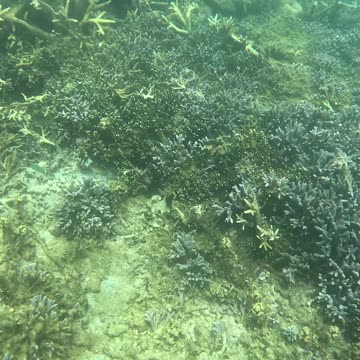 Snorkeling Adventures Philippines. lots of juvenile reef fish around the healing coral.
