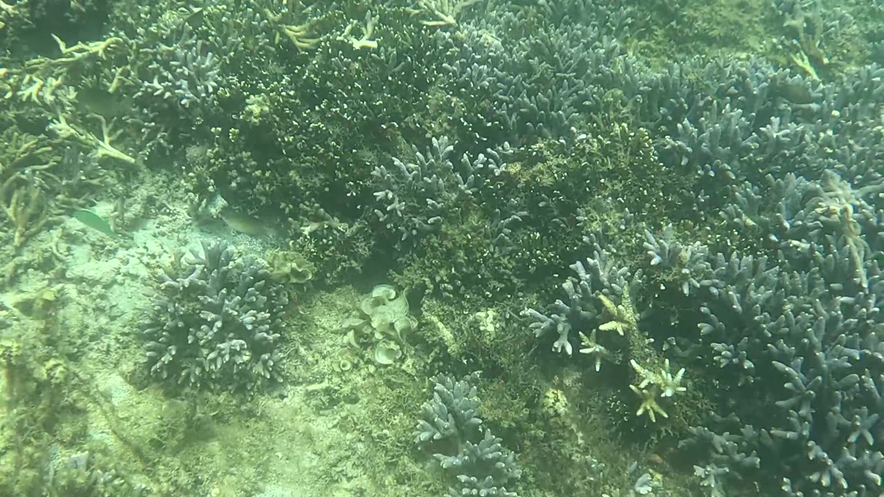 Snorkeling Adventures Philippines. lots of juvenile reef fish around the healing coral.