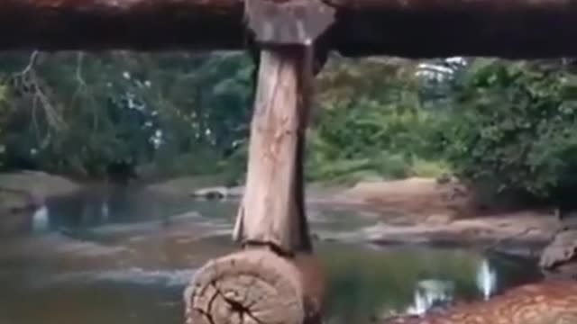 Camihão de tora sobre ponte de madeira