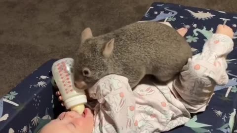 Toddler Plays With Pet Wombat