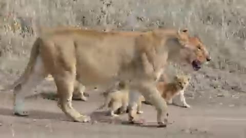 Adorable lion cub