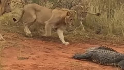 Lions vs. Crocodile: Lion Attacks Croc On Land