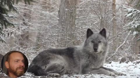 Fast clip - Nature is amazing - Wolf howls - and the forest answers - fast 1 min