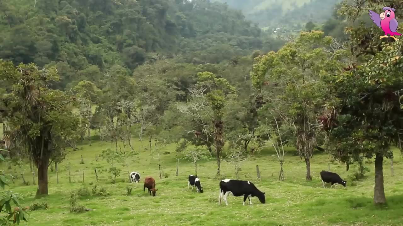 COWS MOOING AND GRAZING IN A FIELD