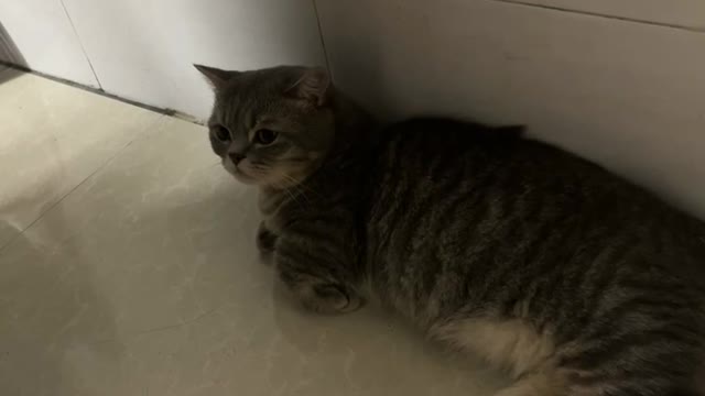 A cat lying on the floor looking into a closet