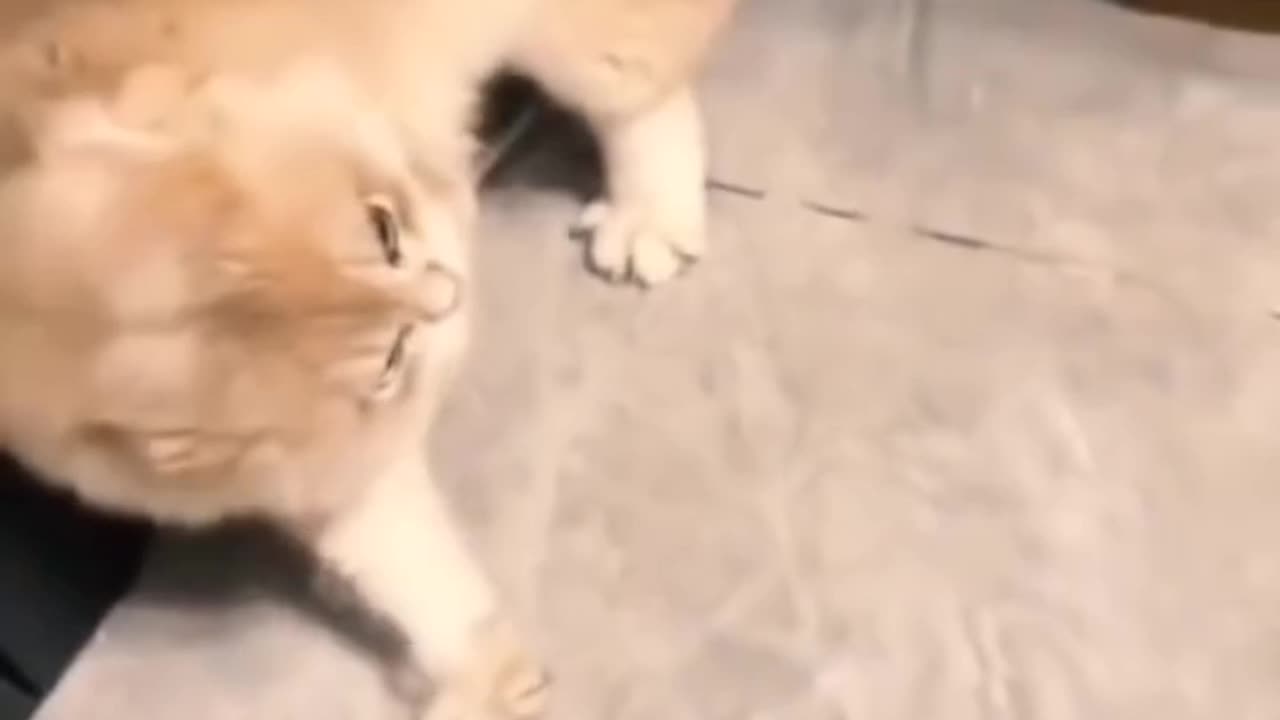 😺 Unique most funny video