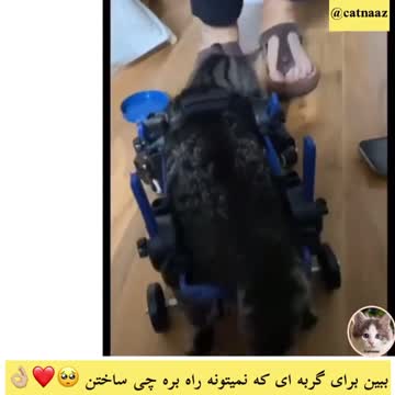 How to help a paralyzed cat