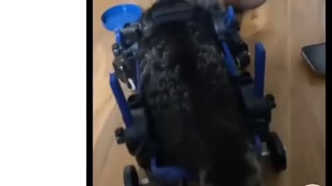 How to help a paralyzed cat