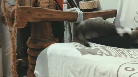 Small kitty playing