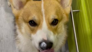 very obsessive corgi is very addicted to sour cream