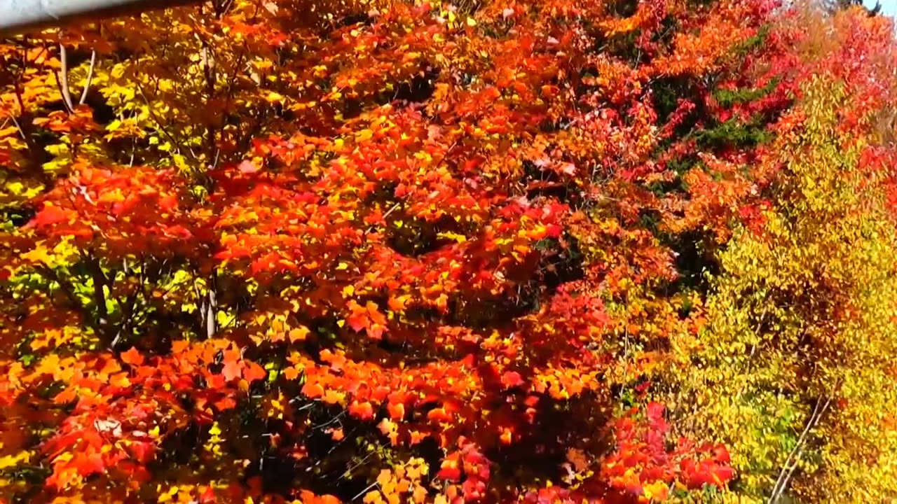 Fall Foliage