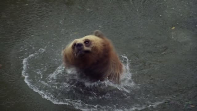 Huge Brown Bear Swimming