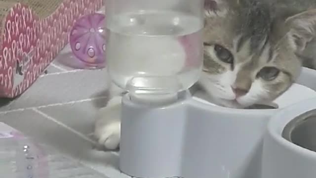 a Cat Sleeping in a Water Bottle Lucky Punch