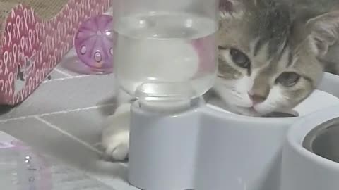 a Cat Sleeping in a Water Bottle Lucky Punch