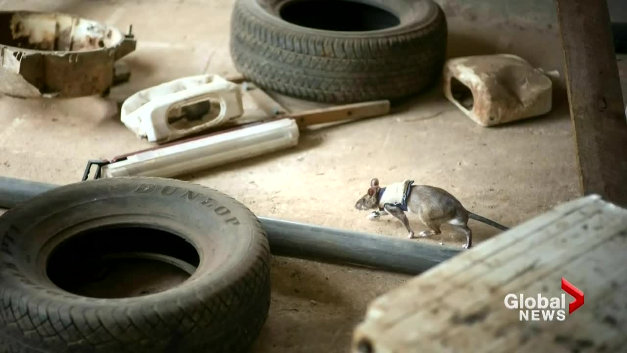 Rats: The future of search and rescue?