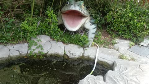 Does this big frog want to drink up the water?