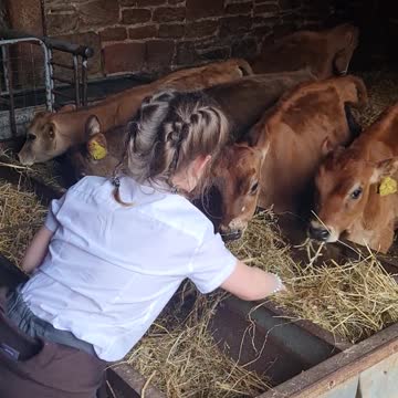 Baby cows at the milkshake farm #2