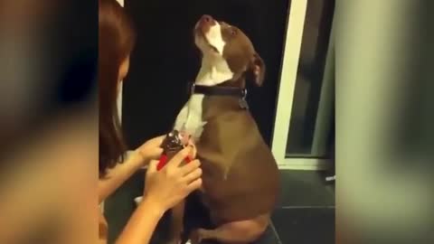 Cutting Dog nails😂.