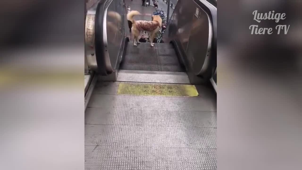 Funny Dogs Compilation OMG