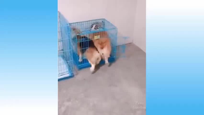 Animals playing and making tricks