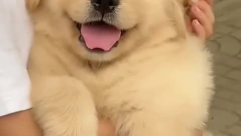 Golden Retriver Cute Puppy