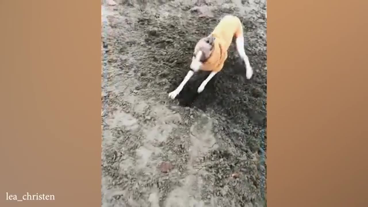 Funniest Cats and Dogs