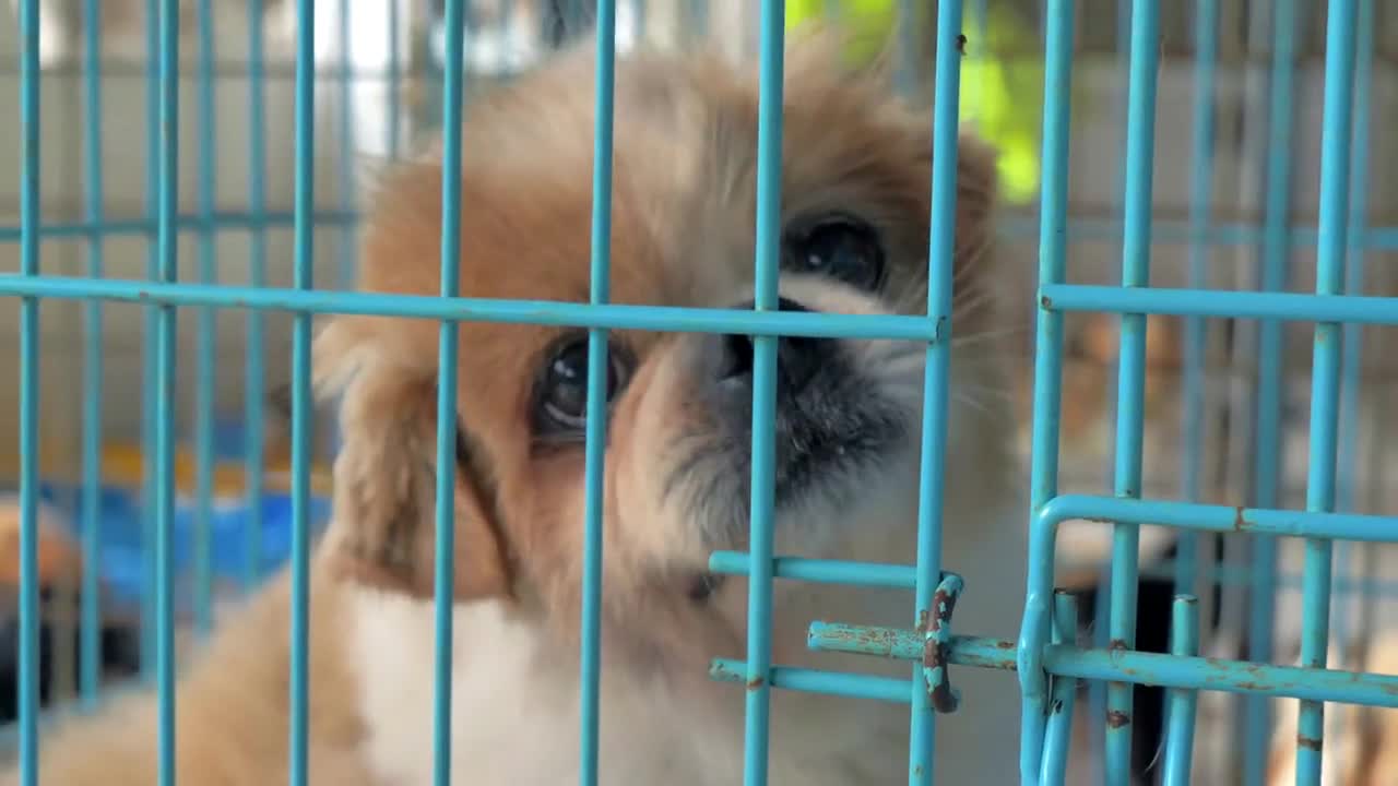 Portrait of sad mixed breed dog behind the fences. Dog in a shelter or an animal nursery