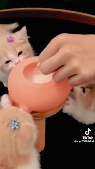 Funny kittens