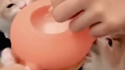 Funny kittens