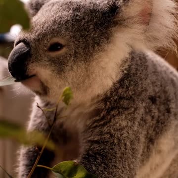 Koala eating leaves from a branch