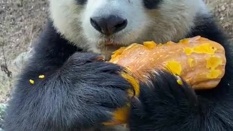 Come and see the giant panda eating melon!