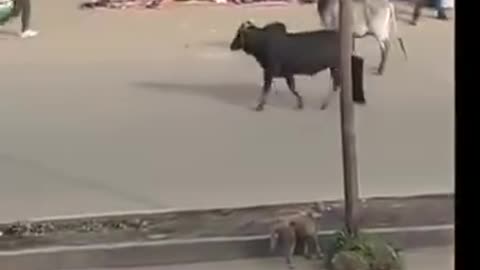 The tragedy of the ox part 2