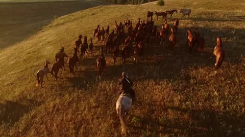 Horses on the hill. Aerial view of moving horseman. Motion is life. Energy and aspiration