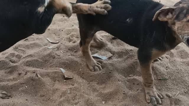 Dog play