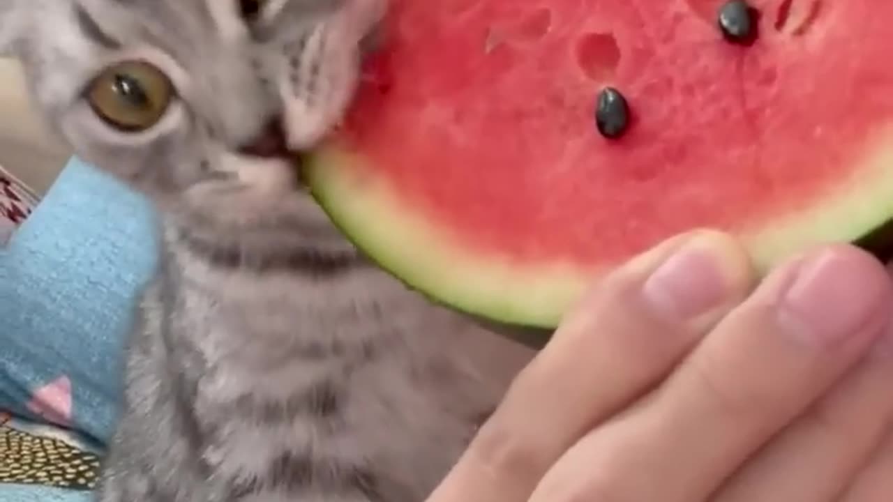 The kitten suddenly eat watermelon flesh and its eyes