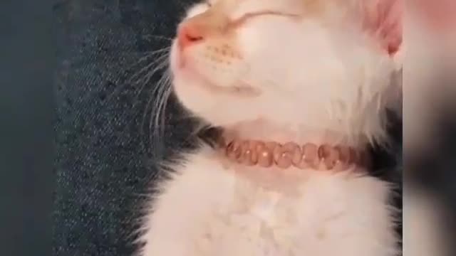 Sleepy cat cute video